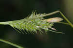 Asian shortstem sedge